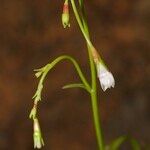 Wahlenbergia lobelioides Other