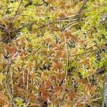 Saxifraga hypnoides Cvet