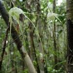 Aeranthes antennophora Flor