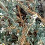 Heliotropium hirsutissimum Flower