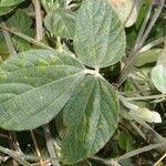 Rhynchosia reticulata Leaf