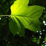 Liriodendron tulipifera Blatt