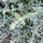 Teucrium fruticans Blatt