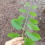 Campomanesia pubescens Leaf