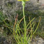 Malacothrix glabrata Flower