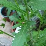 Leucanthemum ircutianum Folha