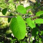 Amelanchier ovalis Folha