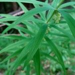 Polygonatum verticillatum ഇല