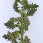 Dysphania pumilio Hoja