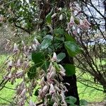 Pandorea pandorana ഇല