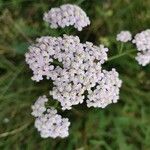 Achillea × roseoalba Kvet