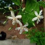 Wrightia tinctoria Flor