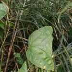 Passiflora vespertilio Hoja