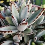 Kalanchoe Tomentosa Baker Panda Plant Reunion Pl Ntnet Identify