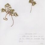 Euphorbia polygonifolia Hábito
