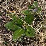 Rhododendron aureum Leaf