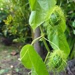 Passiflora foetida Owoc