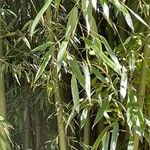 Phyllostachys viridiglaucescens Hoja