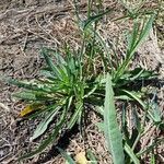 Sonchus maritimus Hostoa