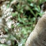 Heuchera rubescens Celota