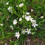 Stellaria holosteaFlower