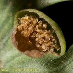 Culcita macrocarpa 果実