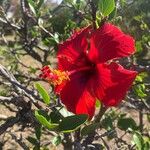 Hibiscus fragilis Květ