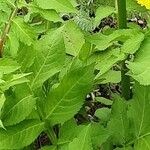 Cephalaria gigantea Leaf