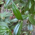 Ixanthus viscosus Hoja