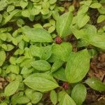 Trillium sessile Levél