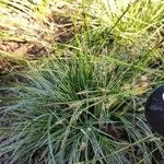 Carex conica Habit