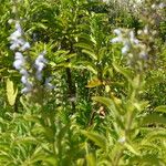 Salvia somalensis Hoja