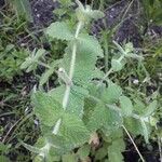 Mentha suaveolens Leaf