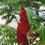 Rhus typhinaപുഷ്പം