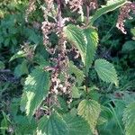 Urtica dioica Leaf