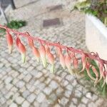 Gasteria disticha Flower