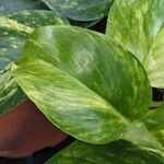 Epipremnum aureum Yaprak