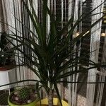 Dracaena reflexaFulla