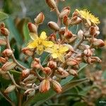 Hibbertia pancheri Meyve