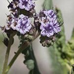 Phacelia integrifolia Облик