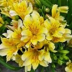 Alstroemeria ligtuBlomst