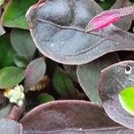 Alternanthera bettzickiana Folha