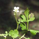 Cardamine graeca Autre