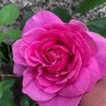 Rosa chinensisBlomst