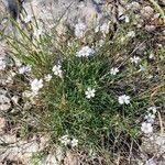 Petrorhagia saxifraga Staniste