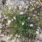 Petrorhagia saxifraga Habit