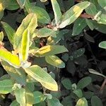 Atriplex semibaccata Blatt