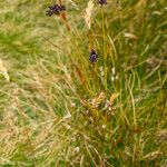 Luzula multiflora Habitus