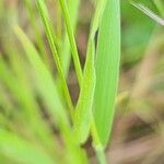 Bromus diandrus 葉