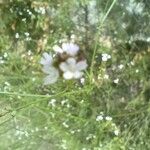 Verbena litoralis Fleur